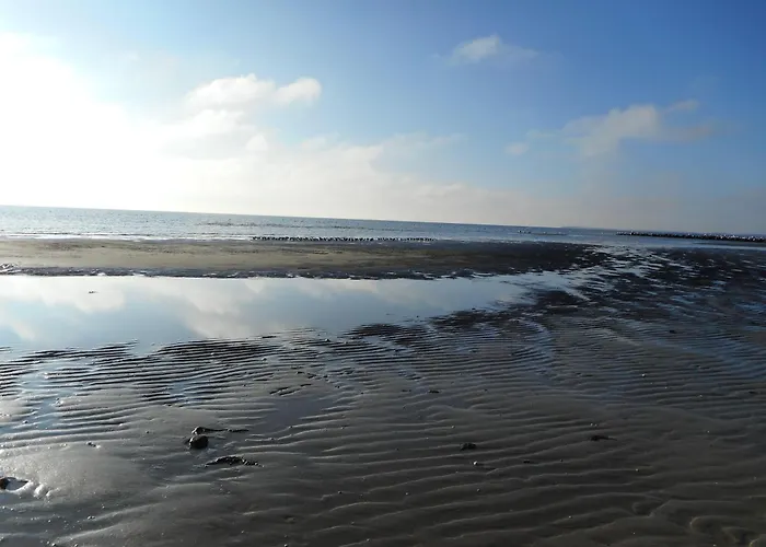 Haus-seeschwalbe Nieblum